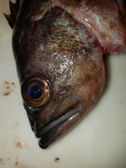 Sebastes variabilis
