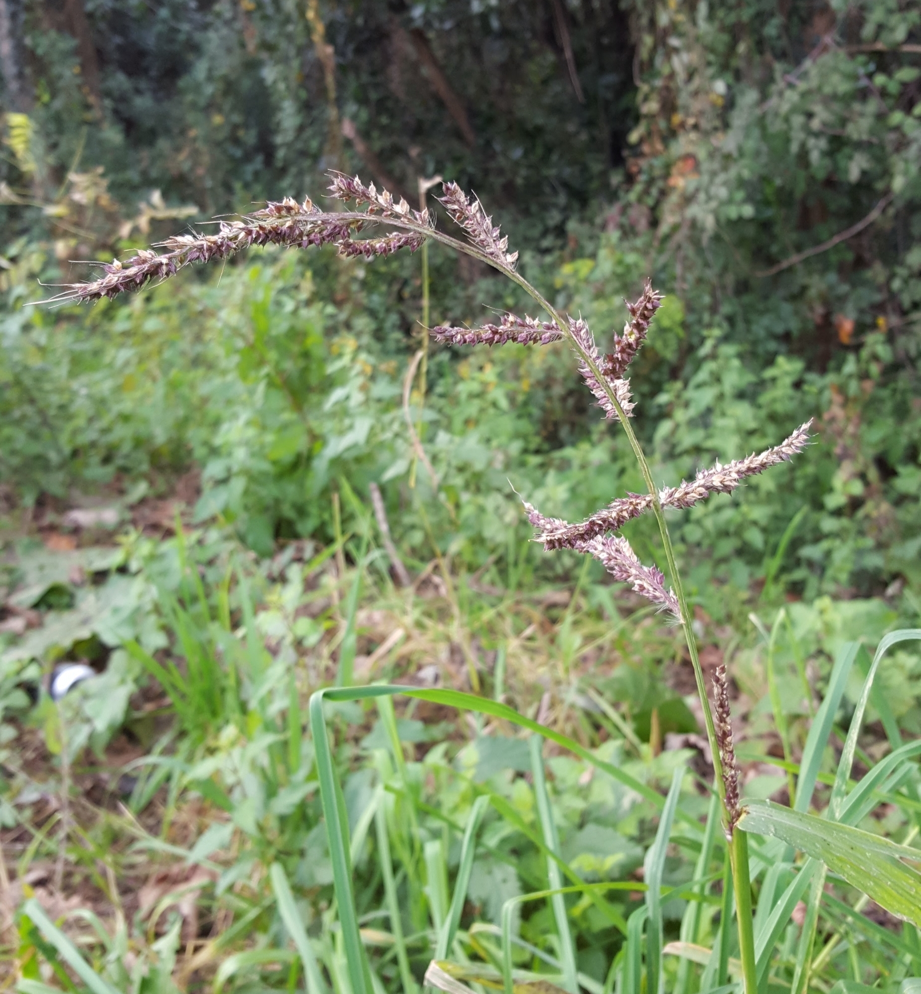 (c) François Rousseu, certains droits réservés (CC BY-NC) https://www.inaturalist.org/observations/103767117