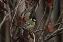 Parus major