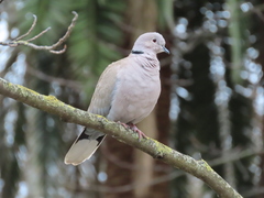 Streptopelia decaocto
