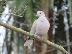 Streptopelia decaocto
