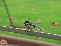 Parus major