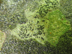 Buellia trachyspora