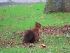 Sciurus vulgaris
