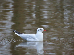 Chroicocephalus ridibundus