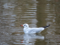 Chroicocephalus ridibundus