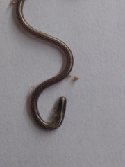 Epictia