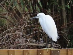 Egretta garzetta