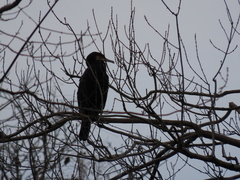Phalacrocorax carbo