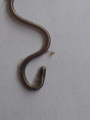 Epictia