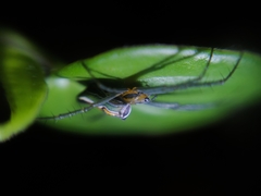 Mecynogea lemniscata