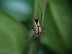 Mecynogea lemniscata