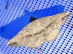 Maxera
