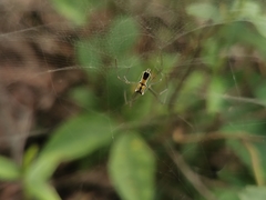 Mecynogea lemniscata