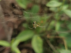 Mecynogea lemniscata