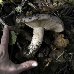 Lactarius argillaceifolius megacarpus
