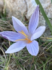 Crocus cambessedesii