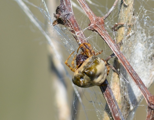 Mastophora yacare