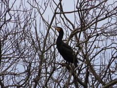 Phalacrocorax carbo