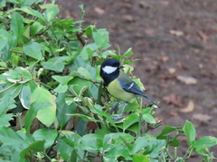 Parus major