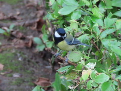 Parus major