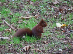 Sciurus vulgaris