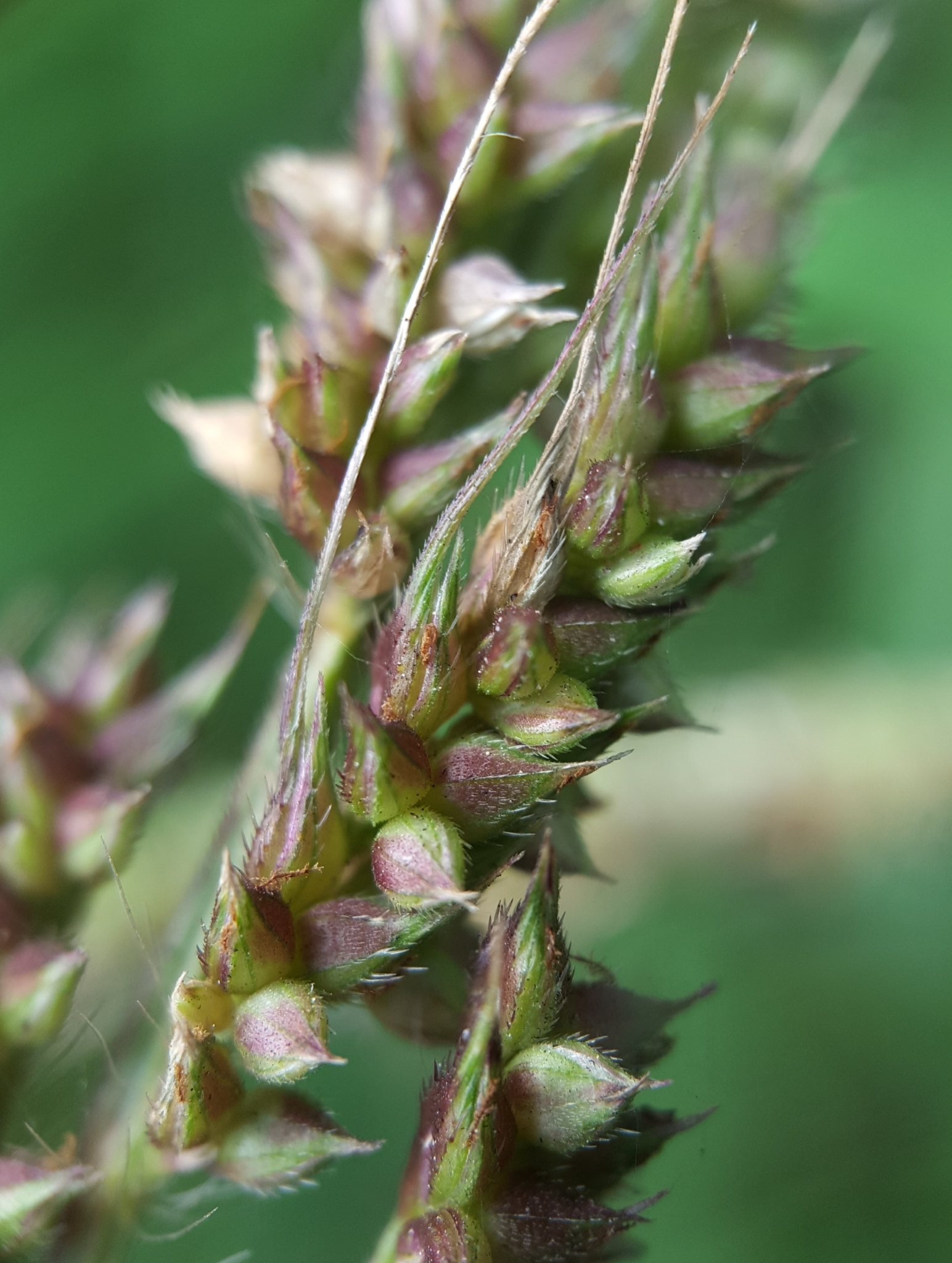 (c) François Rousseu, certains droits réservés (CC BY-NC) https://www.inaturalist.org/observations/103767117