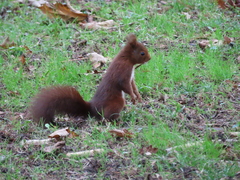 Sciurus vulgaris