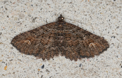 Eucymatoge scotodes
