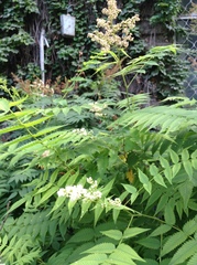 Sorbaria