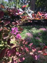 Lagerstroemia indica