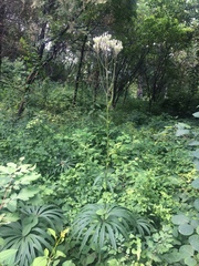 Syneilesis aconitifolia