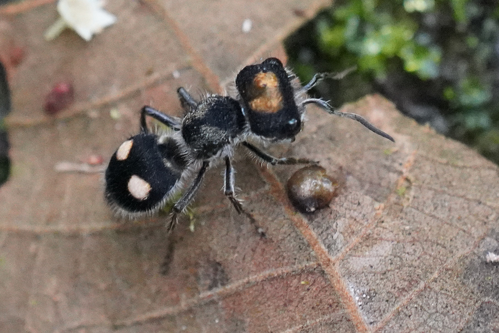 Hoplognathoca
