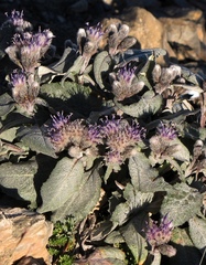 Saussurea depressa