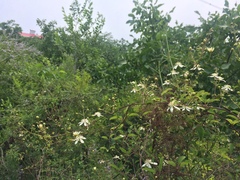 Clematis kirilowii
