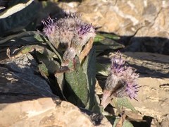 Saussurea depressa