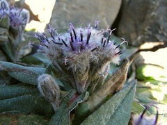Saussurea depressa