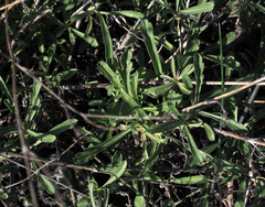 Lomelosia argentea