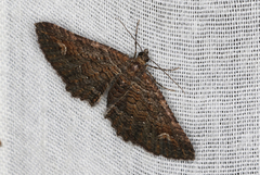 Eucymatoge scotodes