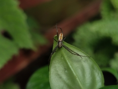 Mecynogea lemniscata