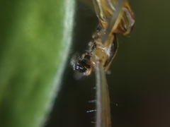 Mecynogea lemniscata