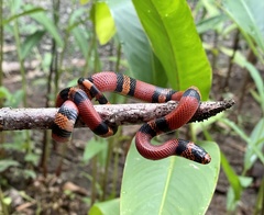 Black Milksnake photo 5