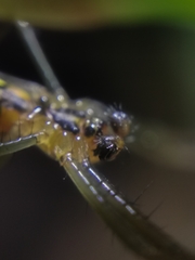 Mecynogea lemniscata