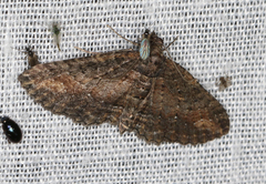 Eucymatoge scotodes