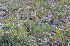 Artemisia arbuscula