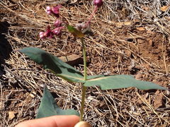 Asclepias cordifolia
