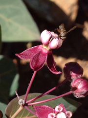 Asclepias cordifolia
