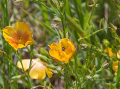 Acmaeoderini