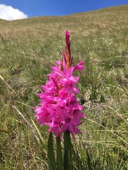 Watsonia lepida