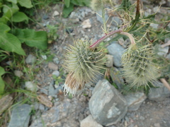 Cirsium chlorocomos